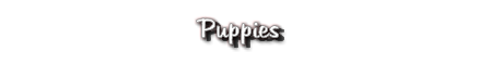 Puppies
